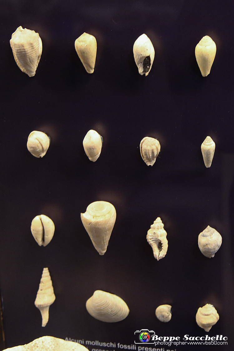 VBS_9056 - Museo Paleontologico - Asti.jpg